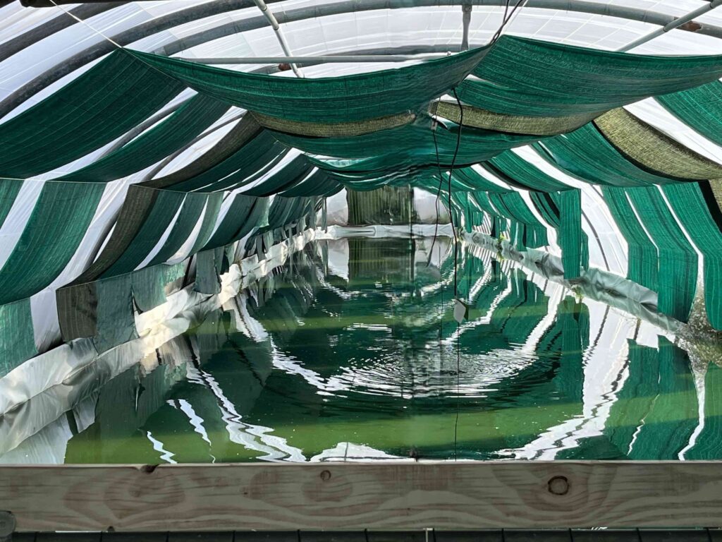 Tunnel de production de la spiruline de Port d'Envaux Charente Maritime